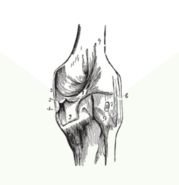 Articulation (guide joint)